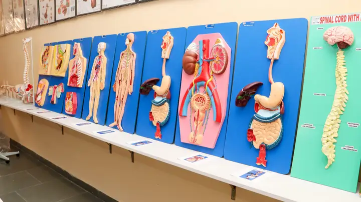 Anatomy lab with models of the human body and its organs